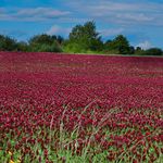 Outsidepride Crimson Clover Seeds - 2 lbs. Annual, Nitrocoated, & Inoculated Ground Cover Seeds, Ideal Clover Seed for Lawn, Cover Crop, Pasture, Hay, Green Manure & Wildlife Forage