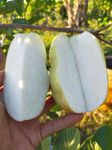 Plantopia Alltime Seedless Japanese Sweet White Diamond Guava Fruit Amrud Grafted Hybrid Plant & Tree(Plant Height-1.5 Ft - 2 Ft) Fruiting Start Under 6 To 8 Month, PP_GN_65