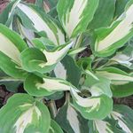 Easy to Grow Hosta 'Night Before Ch