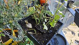 Container Pond. Pollinator Friendly, Complete Pond Plant Pack (without Barrel)