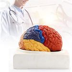 ISKO® Human Brain Model Anatomy Color-Coded Life Size Teaching Anatomy of Brain for Science Classroom Study Display Teaching With Human Brain Anatomical Model with Magnetic parts