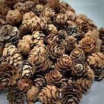 BANBERRY DESIGNS Mini Brown Pinecones - Approx. 400 Small Assorted Sized Pine Cones - Fall and Christmas Crafts