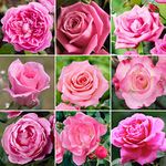GardenersDream Pink Rose Bush Potted - Outdoor Garden Plants Ready to Plant - Climbing Roses for Gardens with Fragrant Flower Rose Trees - Colourful Roses for Outdoor Garden - (20-50cm Incl. Pot)