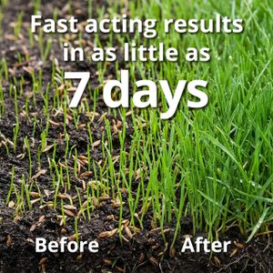 A1 Lawn Grass Seed, 5kg – Premium Quality for Lush Lawns