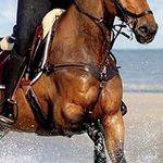 Lumiere Equestrian ‘Vida' 3-Point B