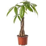 Pachira Aquatica Money Tree Evergreen Indoor House Plant for Home Office in Pot | Stunning Foliage, Real Plants (12cm Pot, 30-40cm)