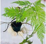 The Four Seasons Rabbit Foot Fern | Davallia Fejeensis | Rare Natural Live Plant in Pot