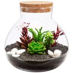 Happyyami Glass Bottle Hydroponic Terrarium Container Round Glass Jar Terrarium Succulent Plant Terrarium Glass Vase with Lid for Hydroponic Plants