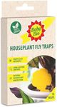 Baby Bio Fungus Gnat Sticky Traps for Houseplants – Yellow Sticky Traps for Flies, Aphids & Leaf Miners – Pesticide Free, Child & Pet Safe – Long‑Lasting (Lasts for Weeks), 10 Pack