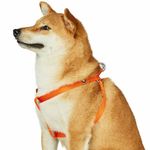 Blueberry Pet Essentials Matching Large Dog Harness | Adjustable Classic Solid Nylon No Pull Harness for Dogs | Easy Walk Dog Harness for Large Dogs & Step in Dog Harness|Orange Vermilion Dog Harness