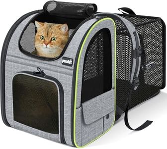 Pecute Cat