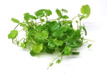 Floratica Hydrocotyle Tripartita Live Aquarium Plants Carpeting Tropical Fish Tank Shrimp Safe Snail Free (10cm x 10cm Coverage Plant Amount)