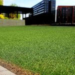 American Bermuda Lawn Grass Seeds | Imported American Bermuda Lawn Grass Seeds For Lawn, Sport Grounds & Garden (Pack Of 1 Kilogram Seeds)