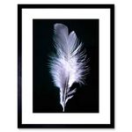 Wee Blue Coo Photo Modern Black White Feather Bird Framed Wall Art Print