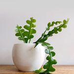 Houseplant Fishbone Zig Zag Cactus