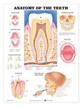 Anatomy of the Teeth