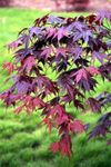 BLOODGOOD Japanese Maple acer palma