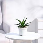 UGAOO Aloe Vera Mini Plant Succulent Live Plant With Grow Pot