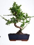 Abana Homes® Bonsai Plants for Home Indoor Live - 9 Yrs Old Carmona Bonsai Tree