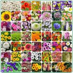 45 Flower Seed Variety Pack for All Seasons - Premium Non-GMO Heirloom Seeds - Perfect for Home Gardening and Indoor/Outdoor Planting - Grow Beautiful Flowers Year-Round