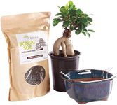 Brussel's Bonsai Live Ginseng Grafted Ficus Bonsai Tree Kit - Small Indoor Bonsai Ficus Tree - Bonsai Kit with Ceramic Bonsai Pot and Bonsai Soil