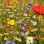 Wild Flower Seed UK 100% Mix Annual Meadow Plants Attracts Bees & Butterfly Pure Wildflower Seeds Mix 3 (500g)