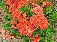 Creative Farmer Live Plant Bonsai Suitable Ixora Red Red Thai Dwarf Vibrant Showy Outdoor Garden Plant(1 Healthy Live Plant)