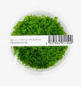 ADA Tissue Culture Plant-Micranthemum "Monte Carlo" (Labeled as Micranthemum sp.) (3)