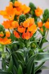 imported Ornithogalum/Chincherinchee Orange Color Flower Bulbs For Gardening (Pack Of 5 Bulbs)