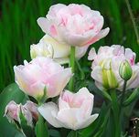 Tulip Angelique Hardy Bulb Lovely Pink flower head Makes a superb Cut-flower Ideal in pots/containers and garden borders 16 Bulbs by Thompson and Morgan