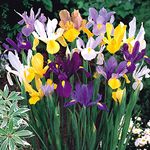 LIVE GREEN Iris Flower Bulbs Pack Of 6 Bulbs ( Mix ), Multicolour, (LIVE-BULB01)