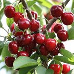 Sweet Barbados Cherry Fruit Plant - for Home Garden (pack of 1) live Plants & tree