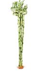 Polygon Green Live Spiral Lucky Bamboo/Dancing Sticks of 80cm Spiral Lucky Bamboo (5 Stalks, 1 Bundle)