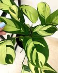 LITTLE JUNGLE Calathea Golden Mosiac - Healthy Live Plant with White Pot, Air Purifying Plant, Indoor Plants for Living Room, Gifting Plants, Bedroom, Garden, Balcony, Best Home Décor & Office Desk