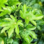 Fatsia Japonica Outdoor Large Castor Oil Plant Hardy Perennial Shrubs Tall Garden Plants Evergreen Foliage Ready to Plant for Pots 1 x 17cm Pot by Thompson & Morgan