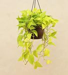 UGAOO Money Plant Golden Natural Live Indoor Plant with Hanging Pot