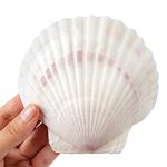 8 PCS Scallop Shells 4-5inch White Natural Seashell for DIY Craft Mermaid Beach Wedding Home Decoration