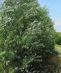 100 Austree Hybrid Willow Trees, Fa