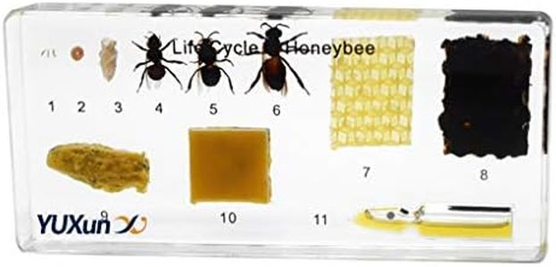 Lifecycle of a Honey Bee Embedded Specimen Paperweight Animal Science Classroom Embedding Specimens Taxidermy for Science Education