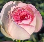 Ma Cherie Roses - Eden Rose Climbin