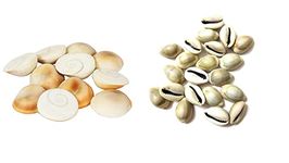 Girirajji Combo of Natural Gomati/Gomti Chakra and Lakshmi Peeli/Kawri Kodi Peeli Yellow Cowrie Sea Shell Original for Puja - 11 Piece Each