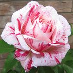 Scentimental - 5.5lt Potted Floribunda Garden Rose Bush - Highly Fragrant Red and White Striped Blooms