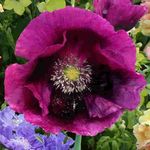 Caribou Seed Company | LAUREN'S Grape Poppy | 100 Seeds | Deep Purple Poppy | Large 5" Blooms | Fresh Canadian Seed