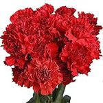 Fresh Flowers- 100 Red Carnations- 
