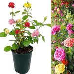 Rose Bush Trio in 2 litre Pot - 3 Growing Rose Bushes in One Pot - Ideal for Patio Planting (1 Pot)