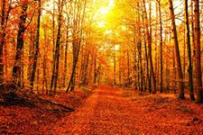 Fiery Red Tree Leaves Autumn Forest Road Photo Poster 36x24 inch