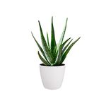 Aloe Vera Plant - Large Plant Around 30-40cm Including White Pot for The Home Or Office