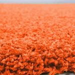 LG TRADERS LIMITED Small X Large Non Slip Shaggy Rug Carpet Soft Thick Lounge Bed Room Hallway Mess Area Rugs Orange, 80 x 150 cm (2 ft 6 in x 5 ft)