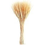 June Fox Dried Wheat Stalks, 100 St