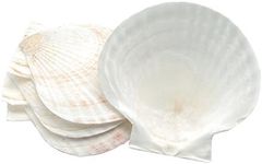 Fox Run Large Natural Baking Shells, Set of 4